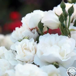 Heirloom Roses Cloud 10™ Discount