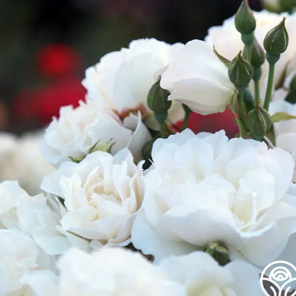 Heirloom Roses Cloud 10™ Discount