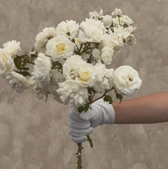 Heirloom Roses Cloud 10™ Discount