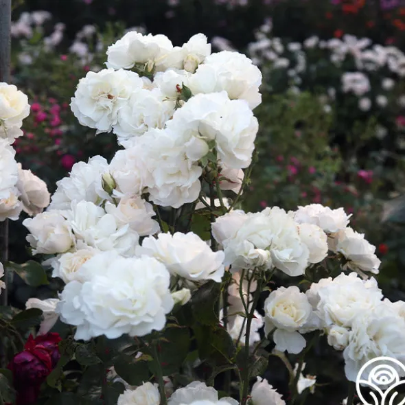 Heirloom Roses Cloud 10™ Discount