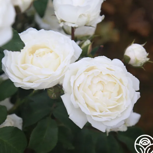 Heirloom Roses Cloud 10™ Discount