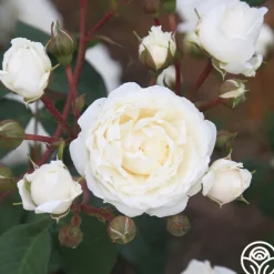 Heirloom Roses Cloud 10™ Discount
