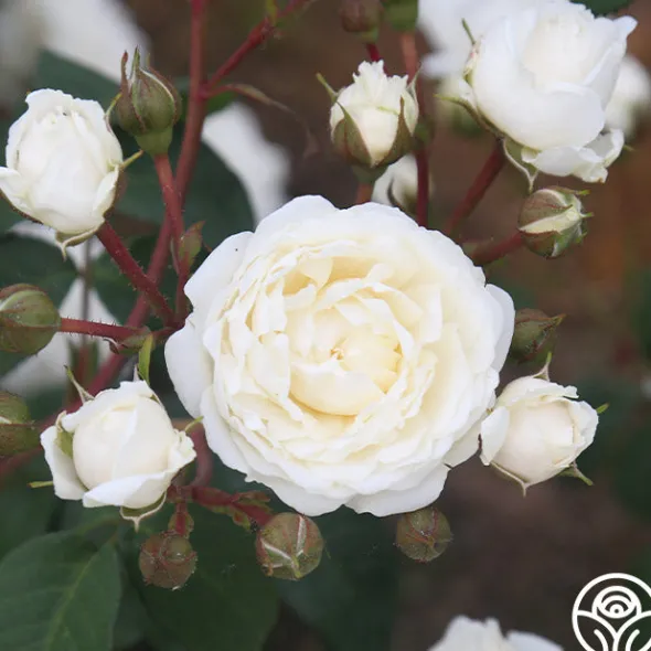 Heirloom Roses Cloud 10™ Discount