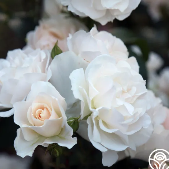 Heirloom Roses Cloud 10™ Discount