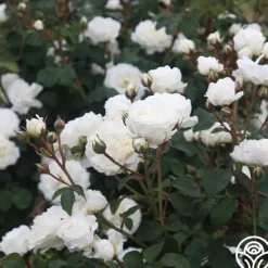 Heirloom Roses Cloud 10™ Discount