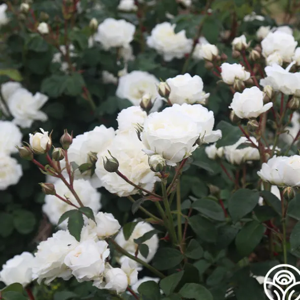 Heirloom Roses Cloud 10™ Discount