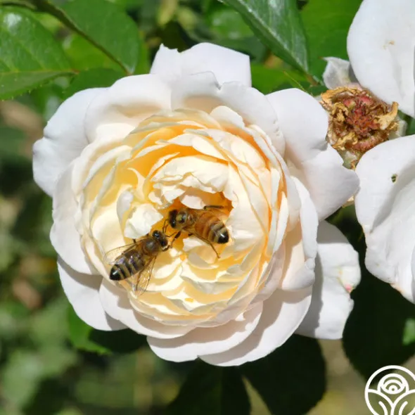 Heirloom Roses Cloud 10™ Discount