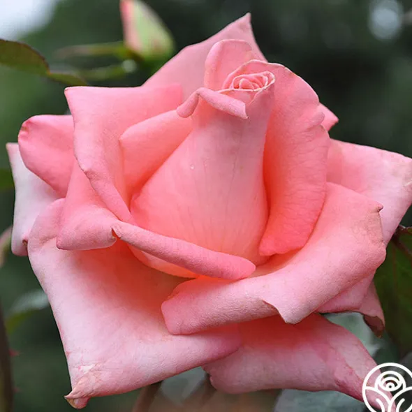 Heirloom Roses Cloud Nine Discount