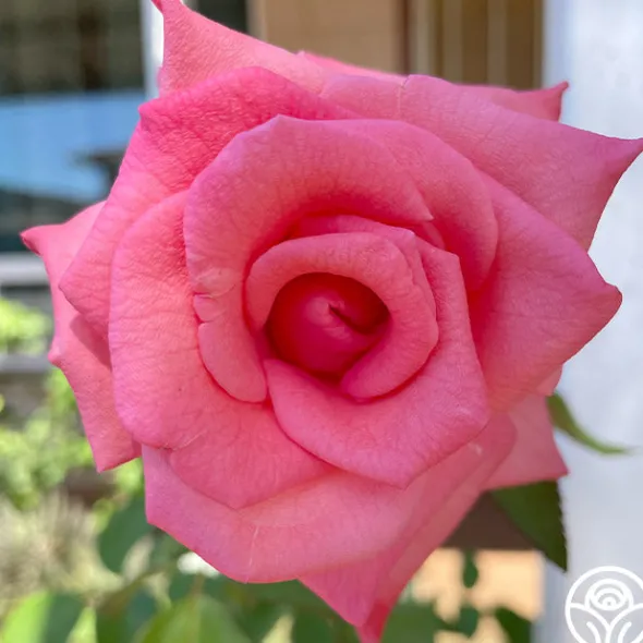 Heirloom Roses Cloud Nine Discount