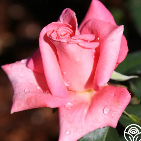 Heirloom Roses Cloud Nine Discount