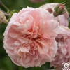 Heirloom Roses Colette® Outlet