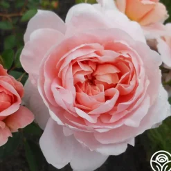 Heirloom Roses Colette® Outlet