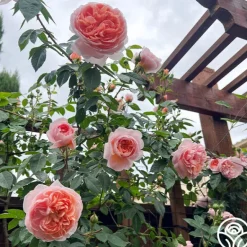 Heirloom Roses Colette® Outlet