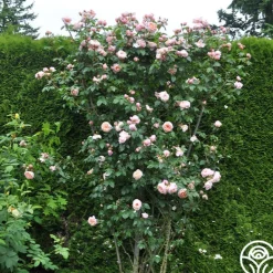 Heirloom Roses Colette® Outlet
