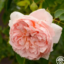 Heirloom Roses Colette® Outlet