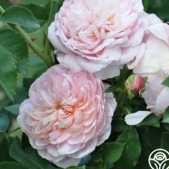 Heirloom Roses Colette® Outlet
