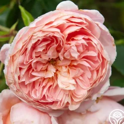 Heirloom Roses Colette® Outlet