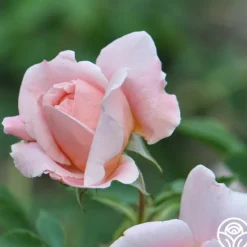 Heirloom Roses Colette® Outlet