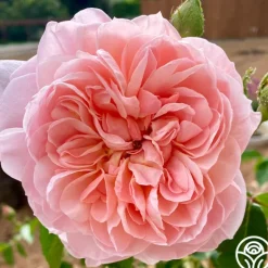 Heirloom Roses Colette® Outlet