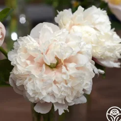 Heirloom Roses Colonel Owen Cousins Clearance