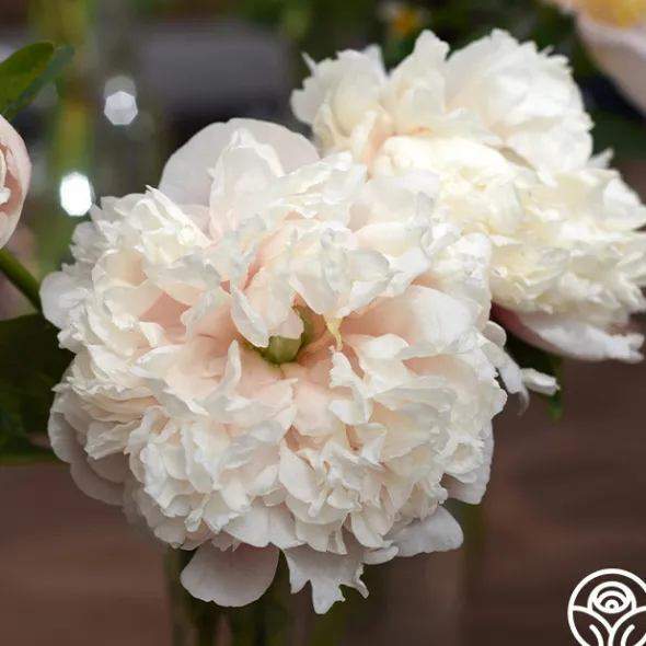 Heirloom Roses Colonel Owen Cousins Clearance