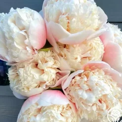 Heirloom Roses Colonel Owen Cousins Clearance