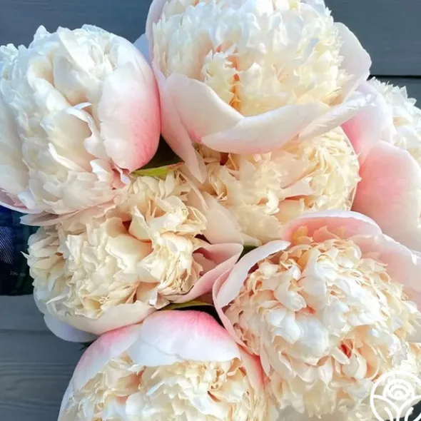 Heirloom Roses Colonel Owen Cousins Clearance