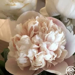 Heirloom Roses Colonel Owen Cousins Clearance