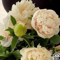 Heirloom Roses Colonel Owen Cousins Clearance