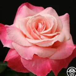 Heirloom Roses Color Magic Outlet