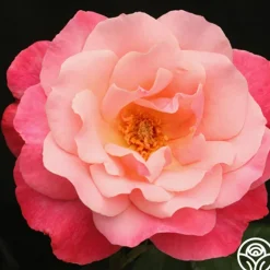 Heirloom Roses Color Magic Outlet