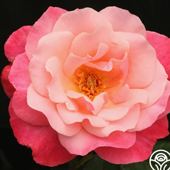 Heirloom Roses Color Magic Outlet