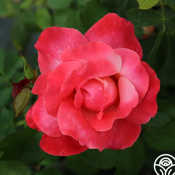 Heirloom Roses Color Magic Outlet