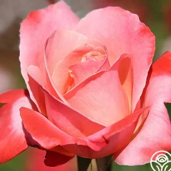 Heirloom Roses Color Magic Outlet
