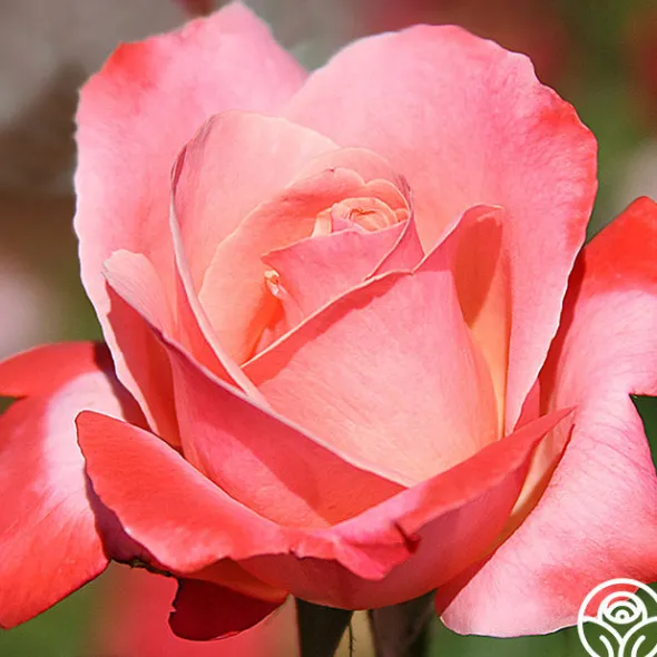 Heirloom Roses Color Magic Outlet