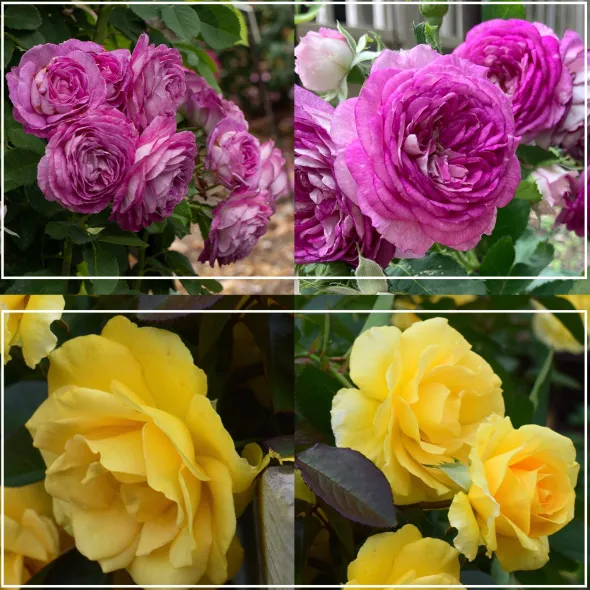 Heirloom Roses Colorful Climbers Sale