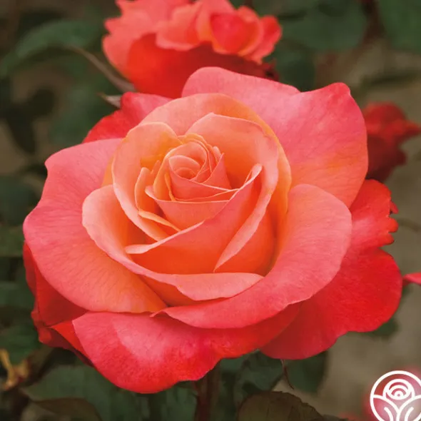 Heirloom Roses Colorific™ Best