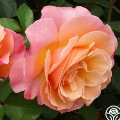 Heirloom Roses Colorific™ Best