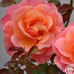 Heirloom Roses Colorific™ Best
