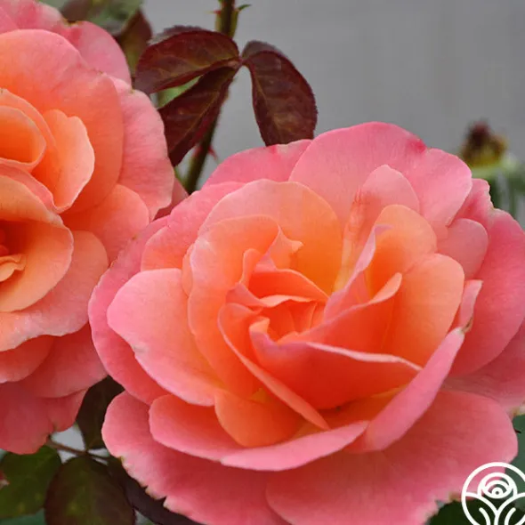 Heirloom Roses Colorific™ Best