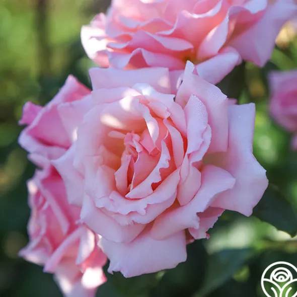 Heirloom Roses Compassion® Online