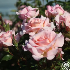 Heirloom Roses Compassion® Online