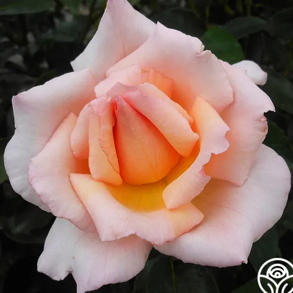 Heirloom Roses Compassion® Online