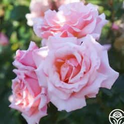 Heirloom Roses Compassion® Online