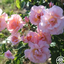 Heirloom Roses Compassion® Online
