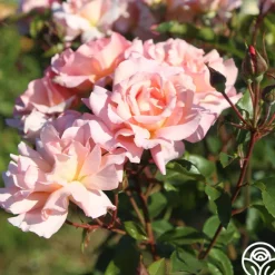 Heirloom Roses Compassion® Online