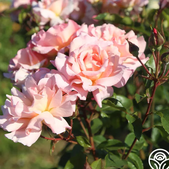 Heirloom Roses Compassion® Online