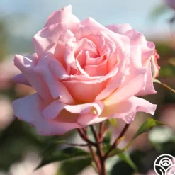 Heirloom Roses Compassion® Online