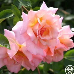 Heirloom Roses Compassion® Online