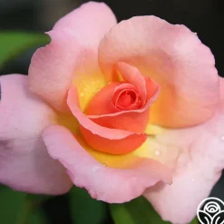 Heirloom Roses Compassion® Online